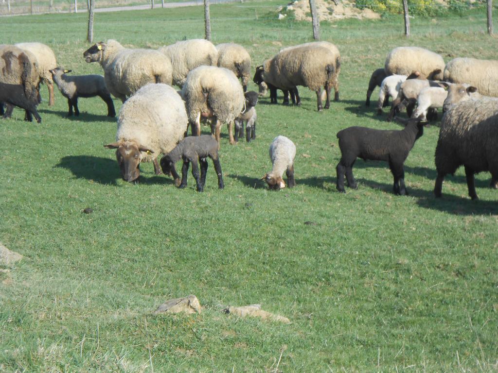 La Ferme Des 3 Suissesses Acomodação com café da manhã Saint-Paul  Exterior foto